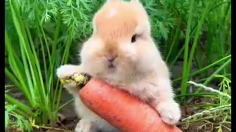 Rabbits eat so fast!