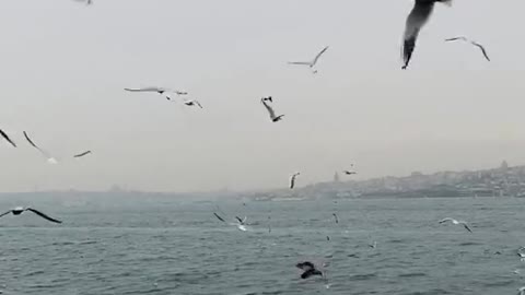 Enjoying😍🥰 birds sounds😀#nature😍❤ #naturelover #awesome #amazingview