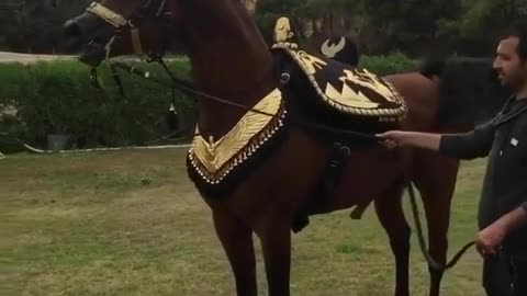 See the original Arabian horse