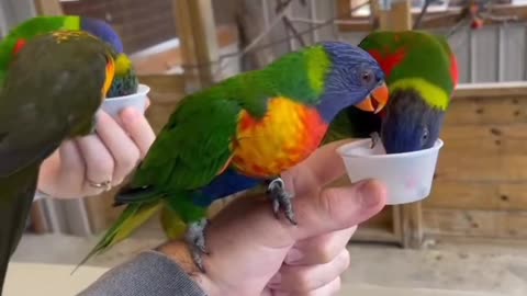 "Feeding Colorful Parrots"