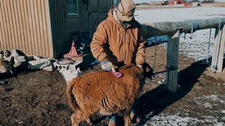 Brushing lil Wyatt the bison