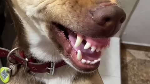 My Dog When I Tell Her to Smile