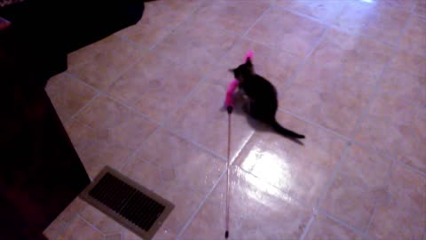 Kitten wants to play with toy in bedroom.