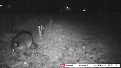 Backyard Trail Cam - Racoon Hunting Nightcrawlers