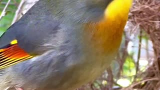 Chinese Nightingale Singing | Bird Song and sounds | Pekin Robin