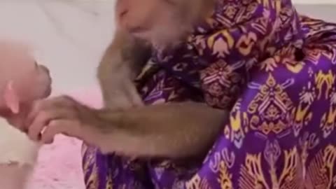 Funny monkey