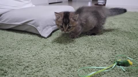 The kitten got tired of playing with his owner