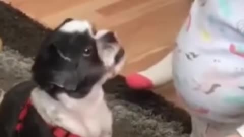 Baby shares a french fry with a dog