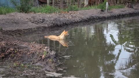 A dog spends his time in a pool of water