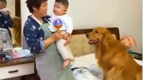 Good dog see the action with baby