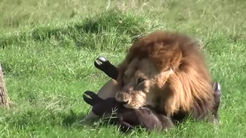 BUFFALO BEATING LION WITH GROUP