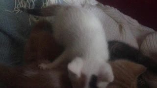 4 Smol Kittens Rough Playing And Biting