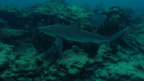 Sharks Circle Diver on Florida Reef