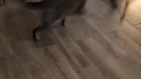 Funny cat and dog fight 😂