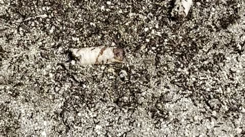 Killer Red ants Bite Hard in Puerto Rico