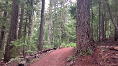 3X Triple Speed Hiking Old Growth Forest – Mount Hood – Oregon