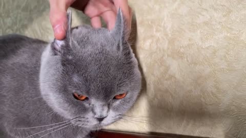 How to turn a Cat into a Rabbit and Seal without Plastic Surgery