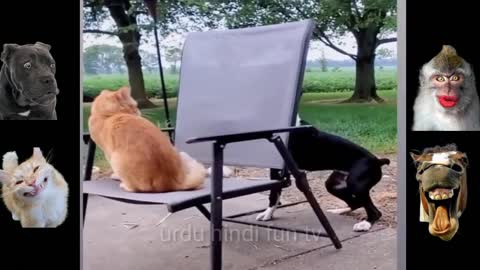 Funny Animal video 2022😂😂