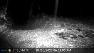 Mountain Lion Walking in the Rain