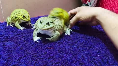 Amazing family frogs/ funny frogs
