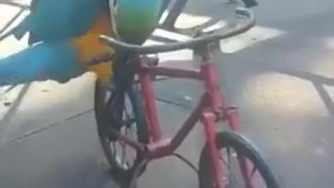 Parrot riding a bicycle #shorts