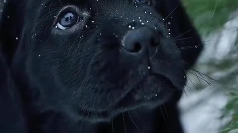 cute dog crying on his mother death