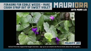 Edible weeds: Sweet Violet Is Medicinal, So Good For Dry Throats And Upset Tummies