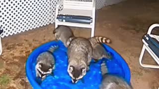 Raccoons Come Around for a Swim