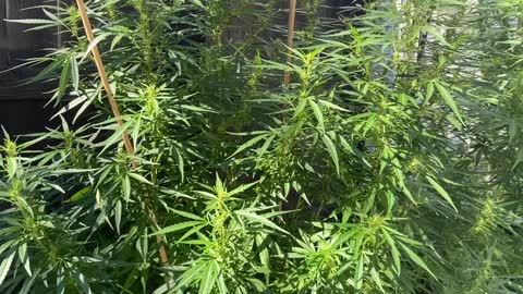 8ft Tall Organic Cannabis Mother Plants Rain Damaged (Week 4 of Flowering)