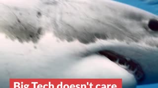 Big Tech doesn't care ... shark!