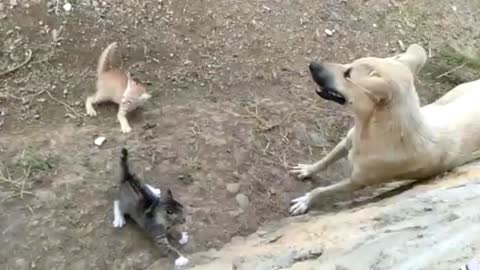 dog fighting with cat