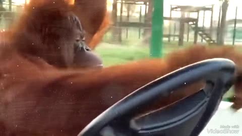 Drive the Monkey