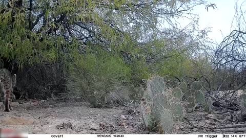 Trail Camera Captures Wild Animals And Birds At Desert Backyard