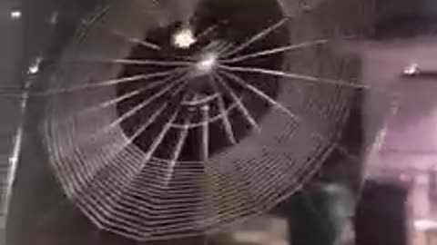 how to build a spider web