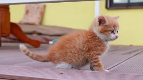 Kitten trys to intimidate camera man