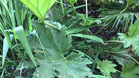 When to water Gunnera