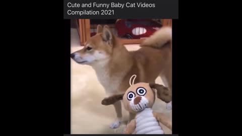 Cats Funny Videos - Cute Cats - Crazy Cats S2 S2 S2