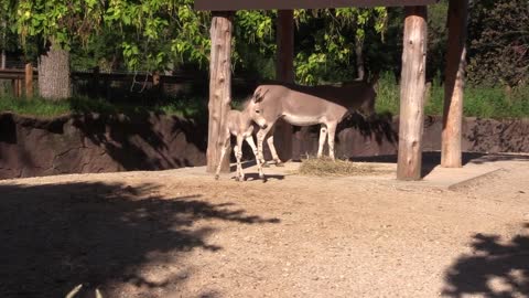 Somali wild ass foal