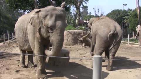 Elephants at the San Diego Zoo (in HD)