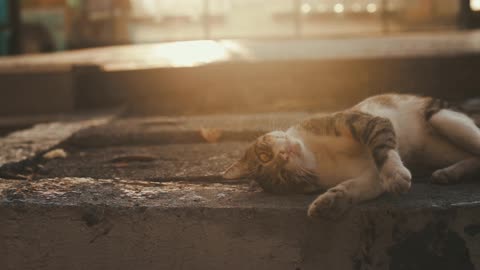 A Tabby Cat Lying Down On Concrete Surface