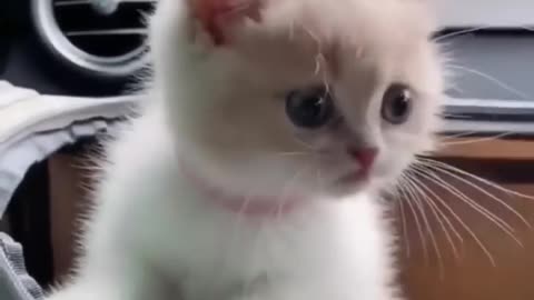 Top Funny Cute Kitten Random Viral Clips