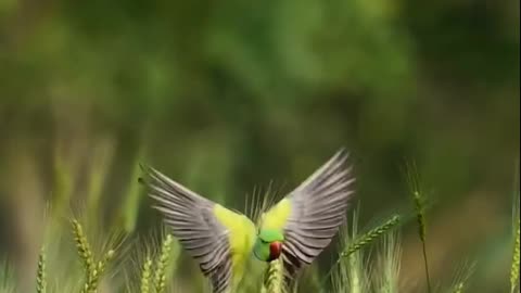 Green parot