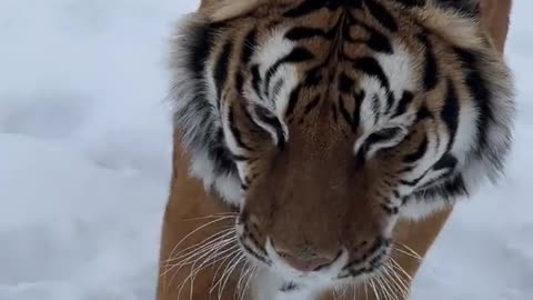 The Most Beautiful Tiger With A Death Stare