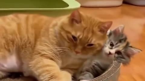 Funny Cat Videos 2023 | Footage No Copyright | Funniest Animal Videos 2023