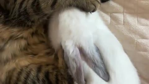 Cute cat and rabbit sleeping together