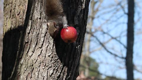 Cute Squirrel - Adorable creature - Funny Animal