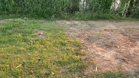 Grassland and trees