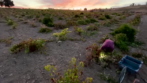 Heatwaves force early Spanish wine harvests