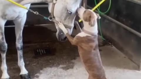 Dog Have So Much Love For Horse #shorts #shortvideo #video #virals #videoviral