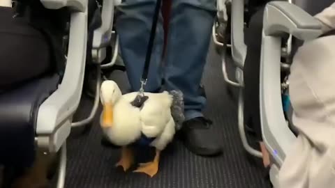 Cute duck get his first flight..